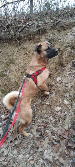 lajbi 1. további képe