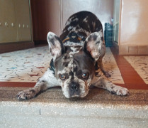 Manuelito 4. további képe