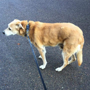 Zoltan102 7. további képe